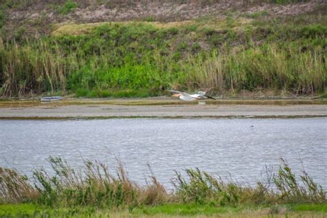 23 Birds And Animals In Estero Llano Grande State Park On Our Hikes ...