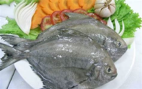 Black pomfret - Alchetron, The Free Social Encyclopedia