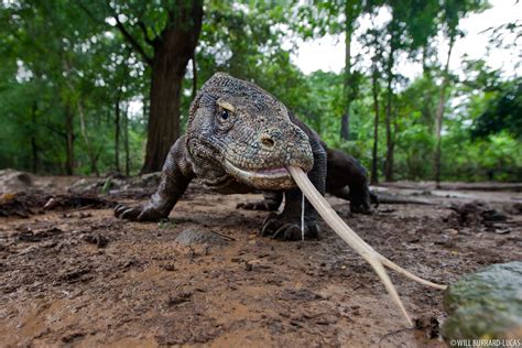 Komodo Dragon | Will Burrard-Lucas