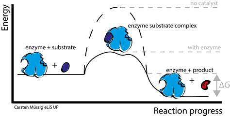 Rate of Reaction (Enzymes) — Role & Importance - Expii