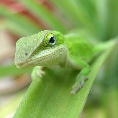 Keeping Green Anoles As Pets | Anole, Lizard, Reptiles pet