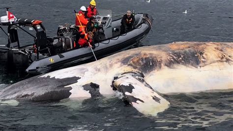 Whale Coroners Probe Die-Off of Critically Endangered Marine — Oceans ...