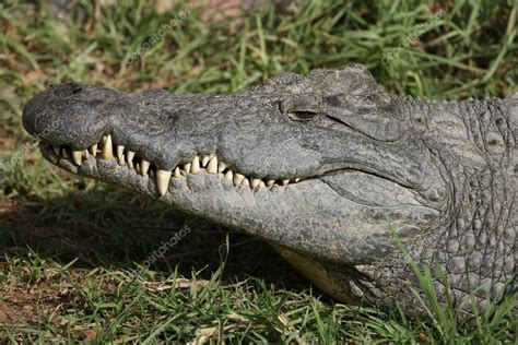 Nile Crocodile Teeth — Stock Photo © fouroaks #3438933