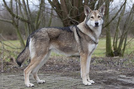 Saarloos Wolfdog Siberian Cat Breeders, Purebred Dogs, Siberian Husky, Wolf Hybrid, Hybrid Dogs ...