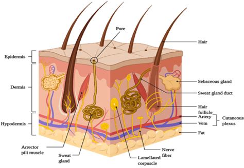 Schematic representation of basic human skin anatomy depicting... | Download Scientific Diagram