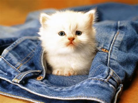 The 20 Absolute Cutest Cat Breeds That Exist