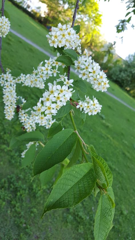 botany - Northern Europe tree identification - Biology Stack Exchange