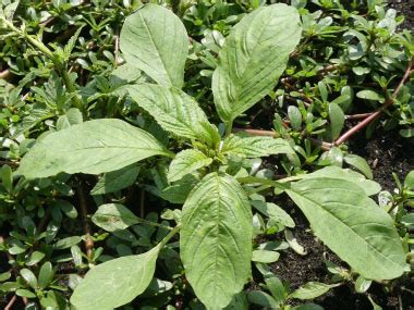 Pigweed: Pictures, Flowers, Leaves & Identification | Amaranthus retroflexus