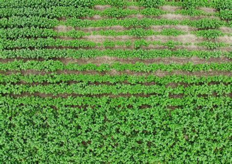 Potato field aerial view stock image. Image of drone - 119672331