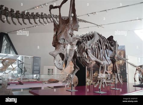 dinosaur skeleton on display inside a museum Stock Photo - Alamy