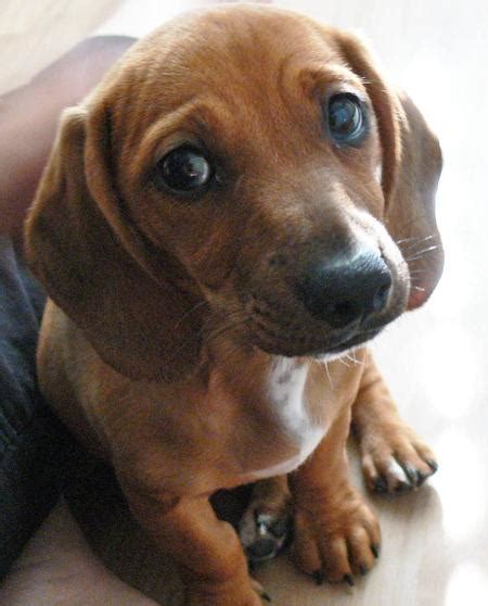 Picture Of A Dachshund: Beagle Dachshund Mix Puppies