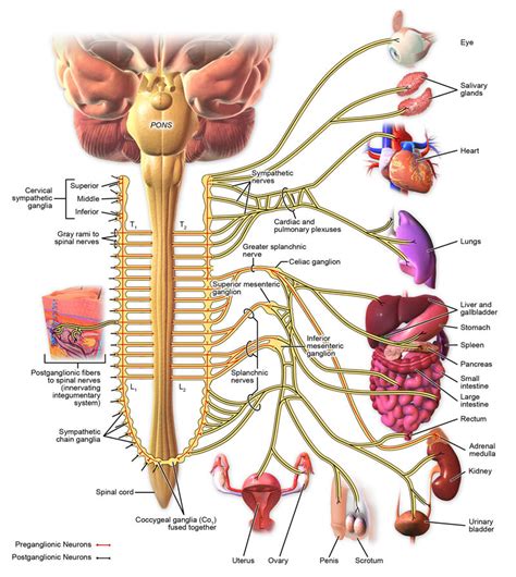 The Autonomic Nervous System - Integrated MCAT Course