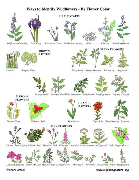 25+ Best Ideas about Plant Identification on Pinterest | Poison oak, Slogans on nature and ...