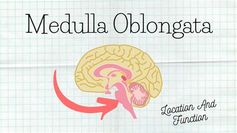 Functions Of The Medulla Oblongata - Science Trends