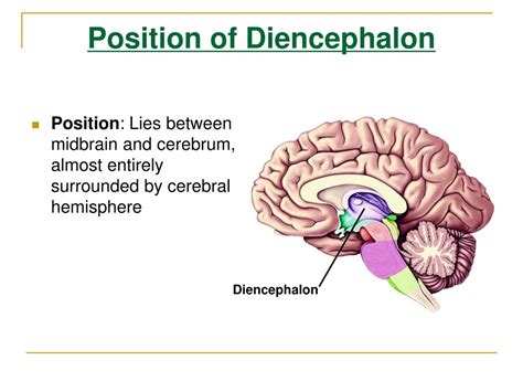 PPT - The Diencephalon PowerPoint Presentation, free download - ID:5744759