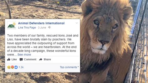 Rescued Circus Lions Rehomed In South African Sanctuary Found Mutilated By Poachers | IFLScience