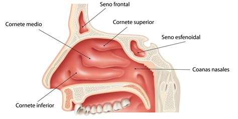 CITOLOGÍA DE MOCO NASAL PARTE 1 - EduLabC