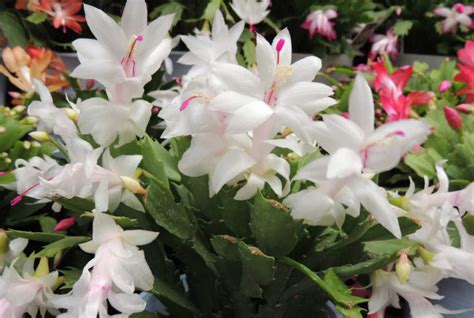 Christmas Cactus Care And Growing Guide - Sunny Home Gardens