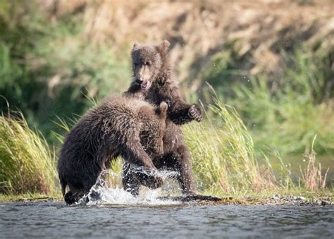 Two Cute Brown Bear Cubs Playing Stock Photo - Image of sparring, bear ...