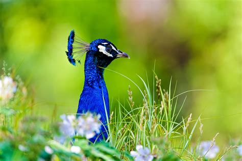 Peacock and flowers | Next bird, a peacock in the grass with… | Flickr