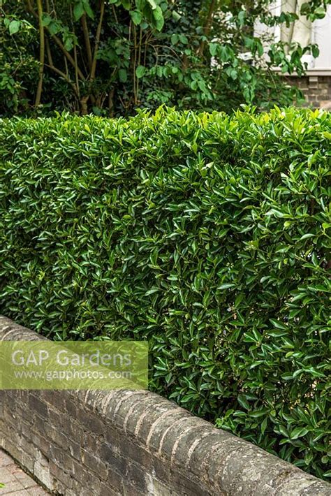 A Euonymus japonicus... stock photo by Howard Rice, Image: 1257297