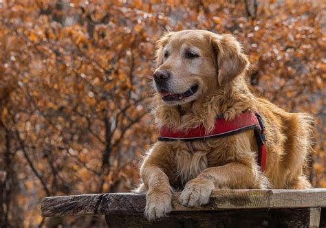 The 13 Best Big Dog Breeds - Top Large Dogs for Kids & Families