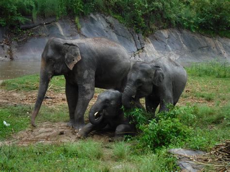 1 DAY CHIANG MAI ELEPHANT SANCTUARY & TREKKING - CHIANG MAI TOURS