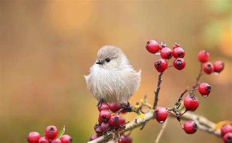 Cute Bird Wallpapers - Top Free Cute Bird Backgrounds - WallpaperAccess