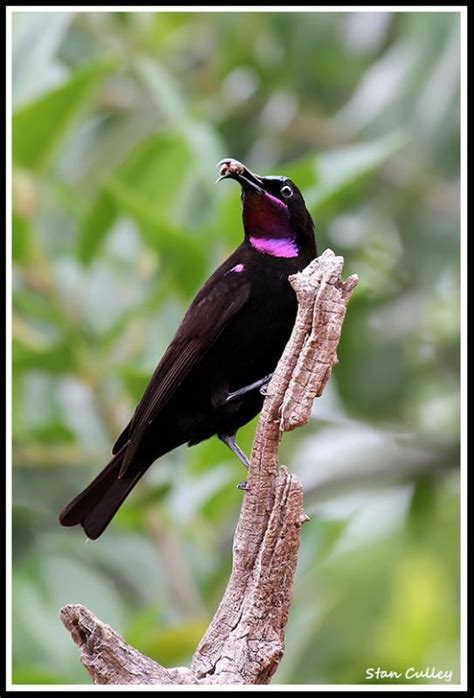 Amethyst sunbird - Alchetron, The Free Social Encyclopedia