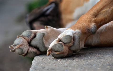 Vet Explains the Reason Why Dogs Get Stinky ‘Frito’ Feet