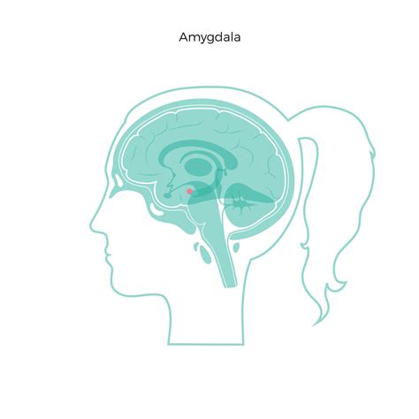 What Is The Amygdala: Function & Brain Location