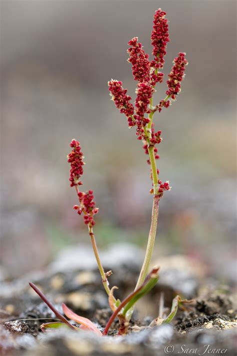 Types Of Flowers In The Arctic Tundra | Best Flower Site