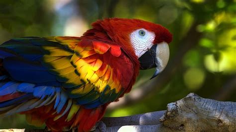 HD wallpaper: scarlet macaw | Wallpaper Flare