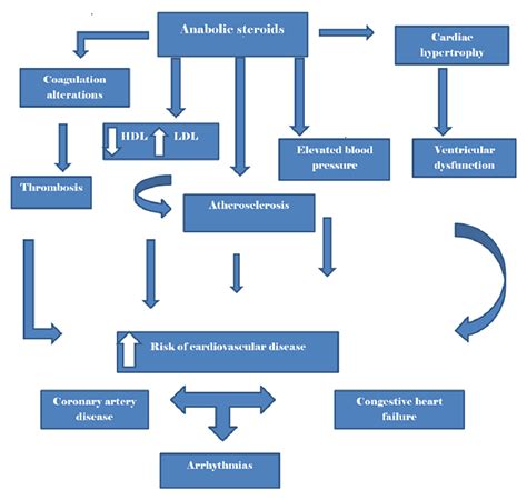 Anabolic Steroids and Cardiovascular Outcomes: The Controversy | Cureus