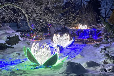 The Minnesota Landscape Arboretum's Winter in Bloom will feature more lights outdoors - Bring Me ...