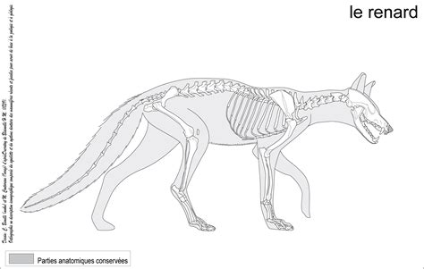 Vulpes vulpes, the red fox Fox Anatomy, Anatomy Sketch, Anatomy Drawing, Animal Anatomy, Cats ...