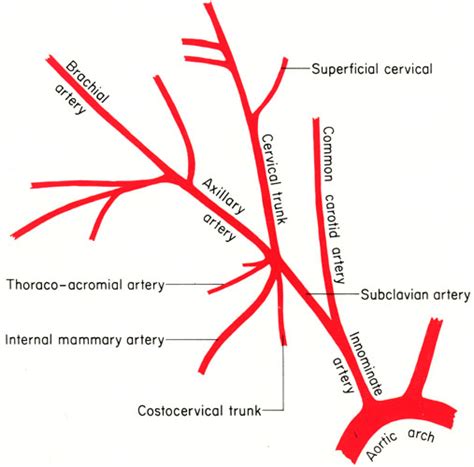 The Anatomy of the Laboratory Mouse