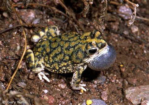 Sonoran green toad - Alchetron, The Free Social Encyclopedia