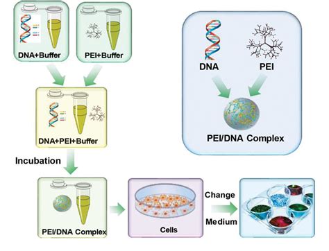 Figure 2 from Optimized PEI-based Transfection Method for Transient Transfection and Lentiviral ...