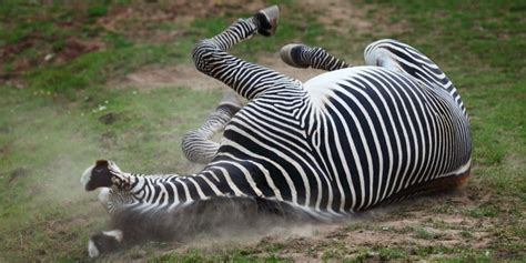 Zebras facts, stripes, diet, habitat, pictures