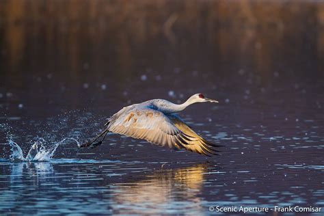 Bosque del Apache Photography Workshop | Socorro, NM | 970-385-5853