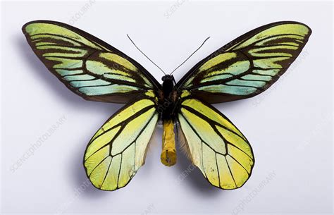 Queen Alexandra's birdwing - Stock Image - C029/6937 - Science Photo Library