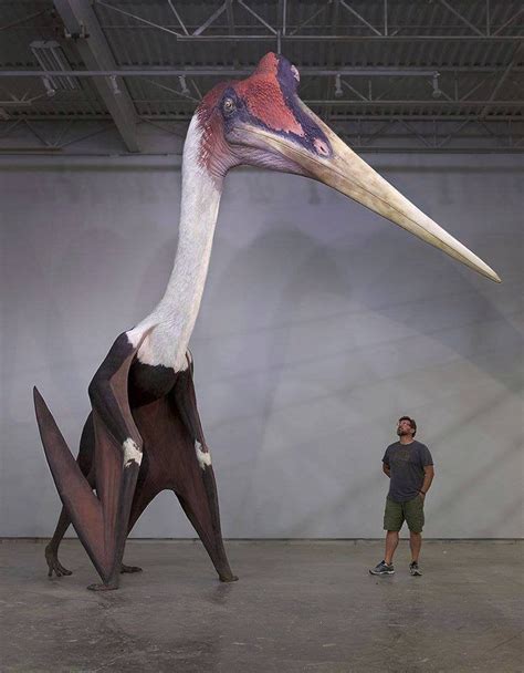 Quetzalcoatlus, the largest flying creature with a wingspan of nearly ...