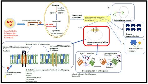 Mechanism of antifungal drug resistance and possible ways of overcoming... | Download Scientific ...