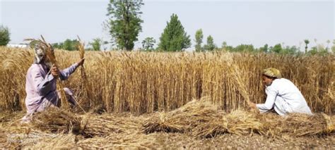 Wheat harvesting begins in Swabi - Newspaper - DAWN.COM