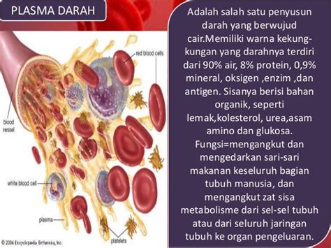 Jaringan Darah (Blood Tissue)