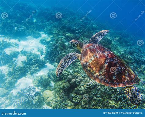 Sea Turtle in Tropical Seashore Underwater Photo. Cute Green Turtle ...