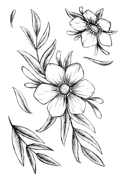 Premium Vector | Flower illustration freehand sketch sketch ...