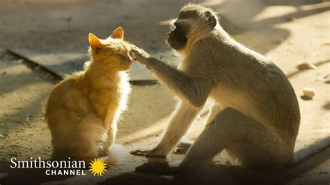 Vervet Monkeys Feel the Same Way About Cats as We Do 😼 Amazing Animal ...