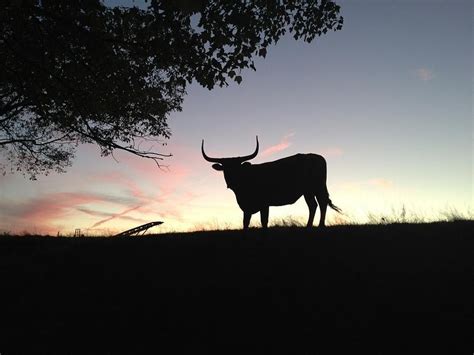 Longhorn Sunset Photograph by Betty Ann Morris - Pixels